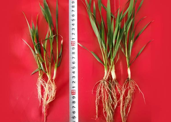 11 沃豐生物有機(jī)肥小麥?zhǔn)痉短锉瘸Ｒ?guī)肥小麥分孽數(shù)多，根系長(zhǎng)，株高高2cm.jpg