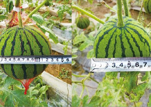 09 鋤禾園區(qū)沃豐設(shè)施農(nóng)業(yè)試驗(yàn)基地同期種植西瓜沃豐生物有機(jī)肥西瓜比對(duì)照田西瓜直徑長7.5cm.jpg