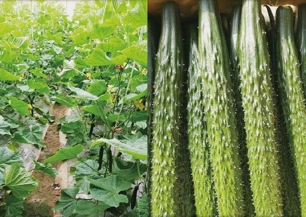 07 鋤禾園區(qū)沃豐設施農業(yè)試驗基地種植黃瓜產量高、口感好、品質好、長勢均勻.jpg