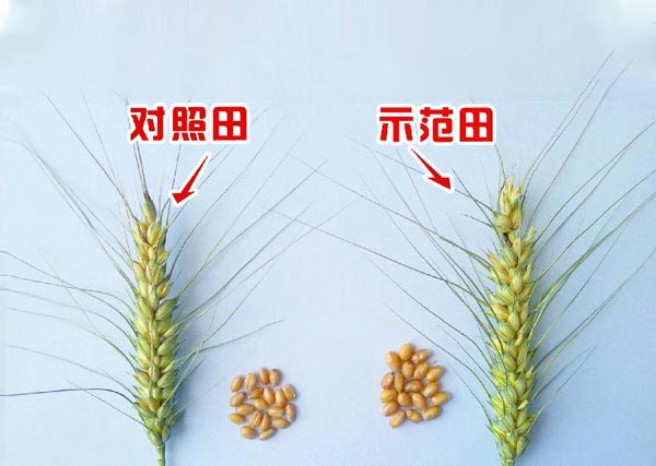 02 2018年五原沃豐生物有機(jī)肥小麥同肥同溝和勝鄉(xiāng)銀歲橋村示范田 麥穗粗壯 小麥顆粒飽滿(mǎn).jpg