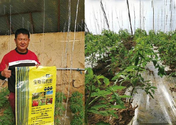 08 五原縣沃豐有機(jī)肥在銀歲橋種植禮品綠柿子 抗病毒性強(qiáng)、生長(zhǎng)快、長(zhǎng)勢(shì)喜人，農(nóng)戶(hù)非常滿(mǎn)意.jpg